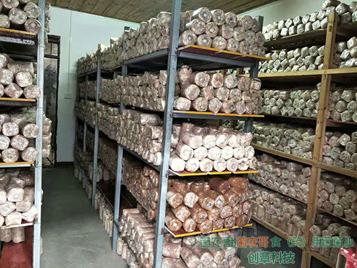 茯苓菌種 茯苓菌種